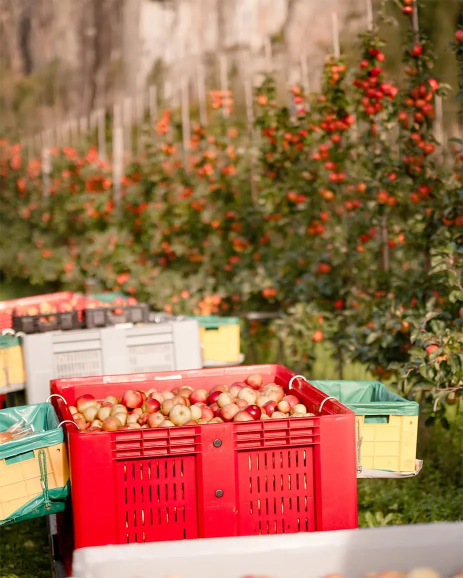 OmCider farm 1